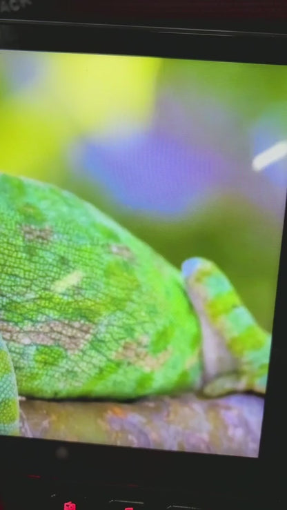 PAQUETE DE PANTALLA CON SET DE MEDIOS/MONSTER/KRACK/260126/RZ